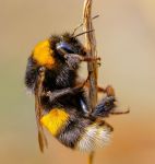 008 Amelie Häfner 3